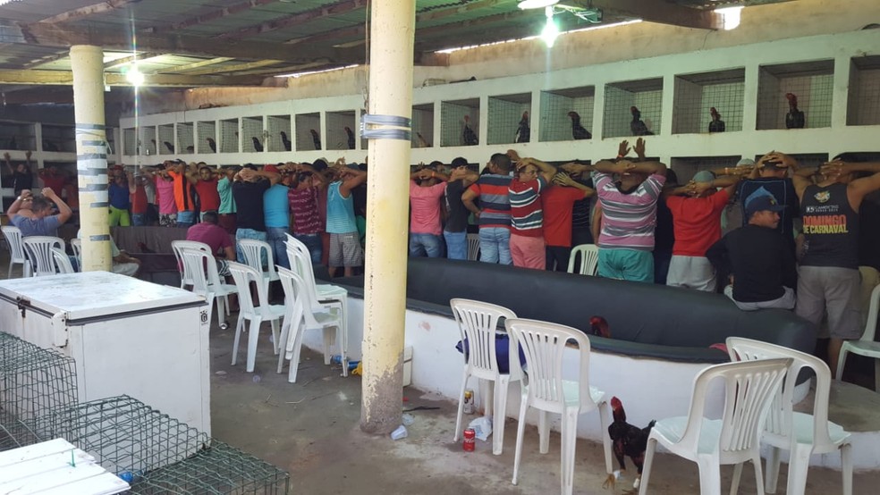 Mais de 90 pessoas foram detidas na rinha de galo fechada pela polÃ­cia em Macau, RN â Foto: DivulgaÃ§Ã£o/PM