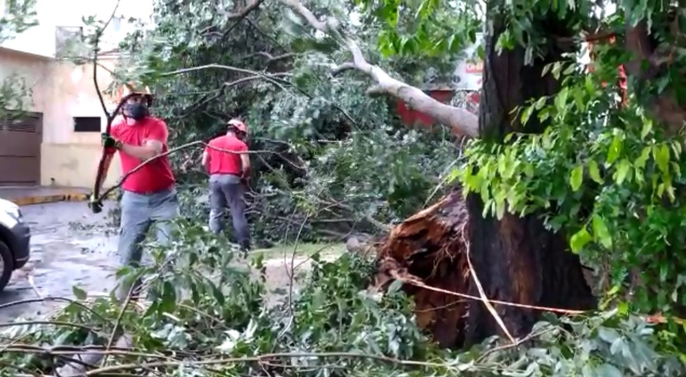 Corpo de Bombeiros trabalha para cortar e retirar árvore em Araçatuba  — Foto: Rafael Honorato/TV TEM 
