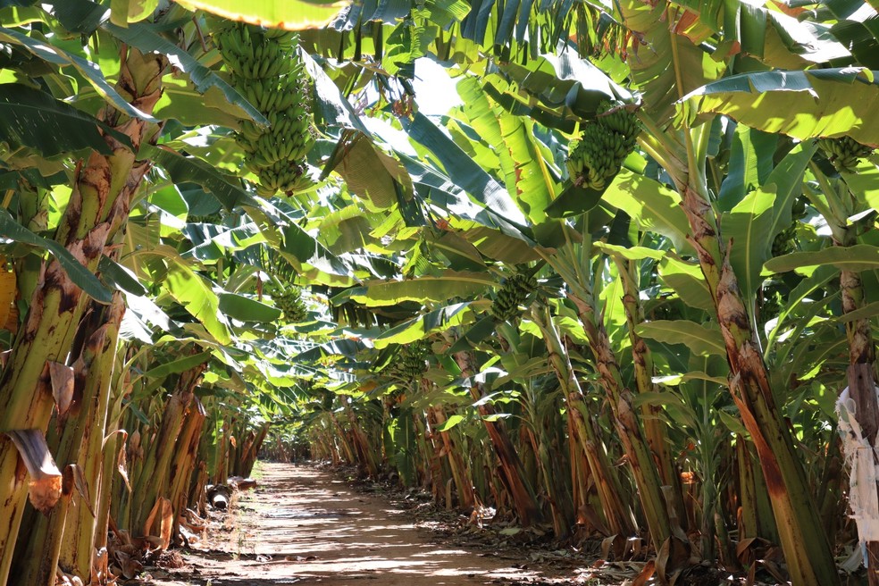 Região possuiu cerca de 2500 fruticultores — Foto: Ascom/Faemg