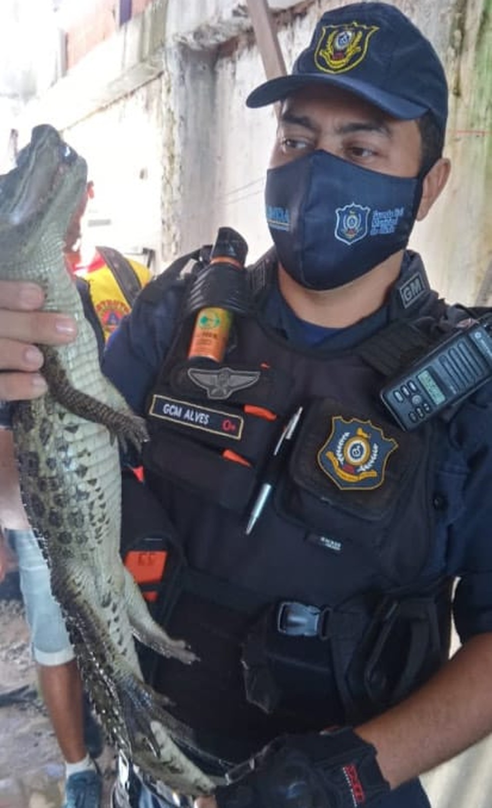 Guarda Municipal de Olinda levou o jacaré para o Centro de Animais Silvestres, no Recife — Foto: Guarda Municipal de Olinda/Divulgação