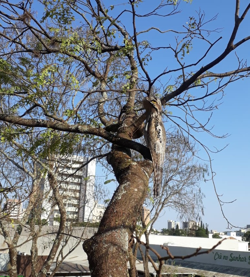 O pássaro fica quase que imperceptível quando está camuflado em troncos de árvores  — Foto: Ailton dos Santos/Arquivo pessoal