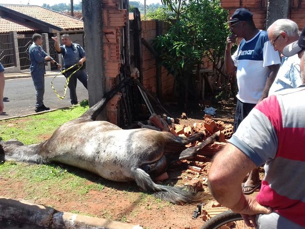 Cavalo morreu após atingir o muro  (Foto: Diego Pereira/ Mais Tupã)