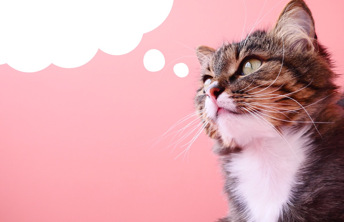 Estratégias podem ajudar tutores a entender o que se passa na cabeça dos gatos (Foto: Canva / Creative Commoms)