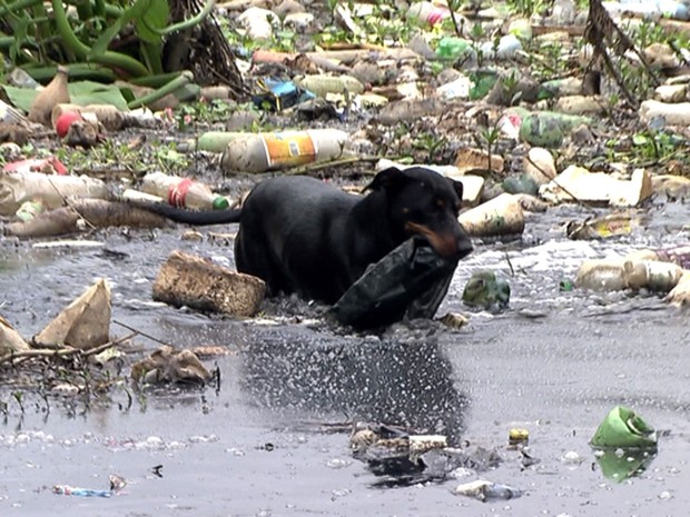 Cão que tira garrafas do Tietê é fêmea e vive com o pessoal que limpa o rio (Foto: Reprodução TV Globo)