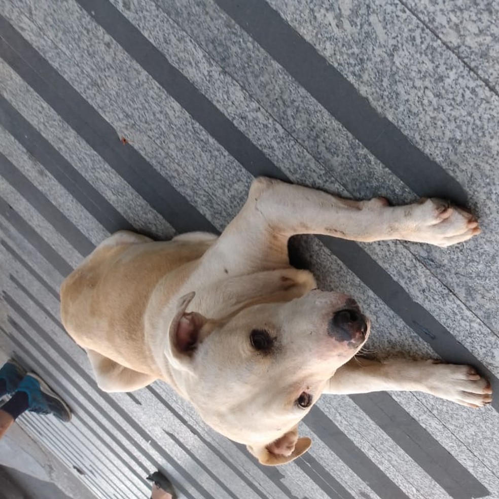 Cachorro espera dono receber alta em porta de hospital, no Sul do ES  — Foto: Divulgação/ Santa Casa de Misericórdia 