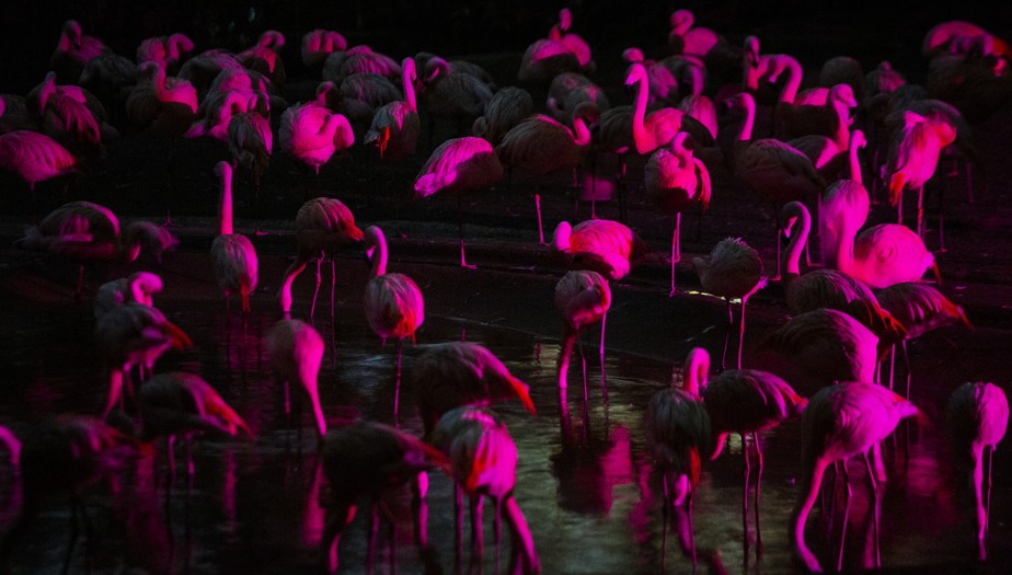 Flamingos à noite: intensidade e cor da iluminação depende da sensibilidade de cada animal, diz administração