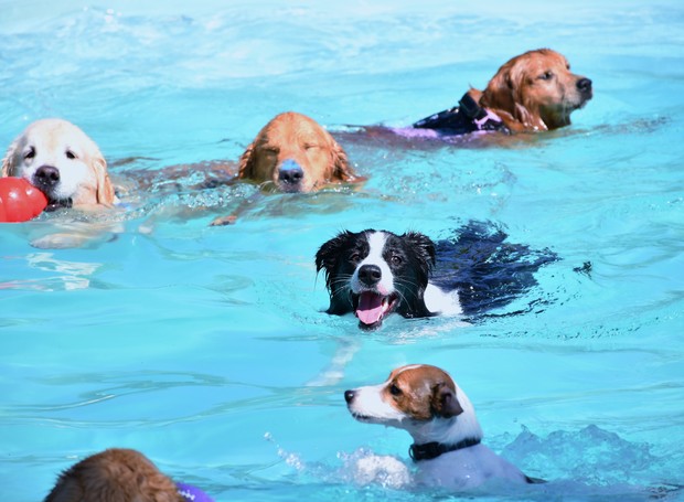 Cães podem aprender a nadar, mas é preciso paciência e recorrer a profissionais especializados (Foto: Divulgação / Clube de Cãompo)