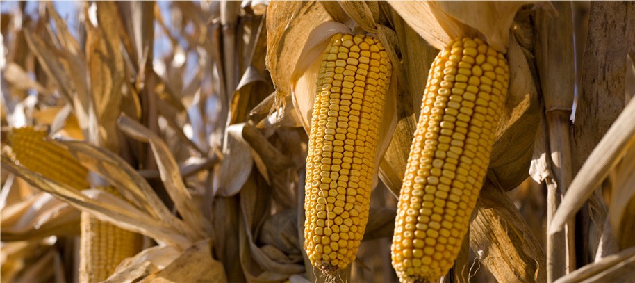 O milho ceroso foi um dos primeiros alimentos melhorado com a tecnologia CRISPR (Foto: Divulgação) O milho ceroso foi um dos primeiros alimentos melhorado com a tecnologia CRISPR (Foto: Divulgação)