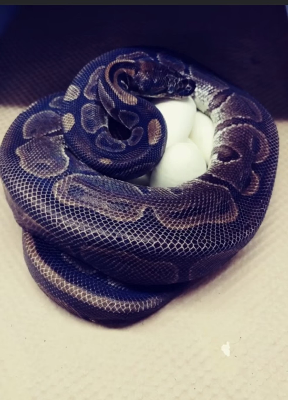 Cobra Piton De 62 Anos Bota Ovos Mesmo Sem Ter Contato Com Machos Ha Mais De 15 Anos Natureza G1