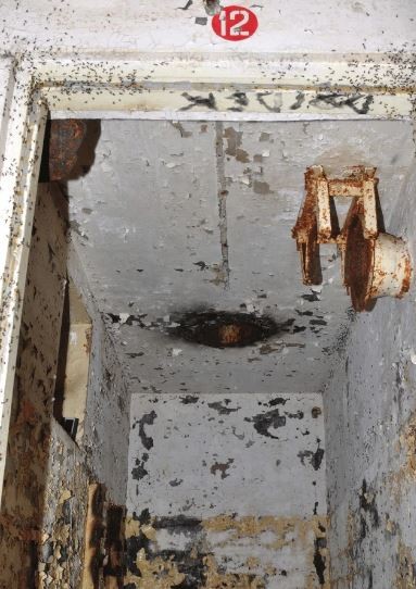 Formigas no teto do bunker  (Foto: Wojciech Stephan/ acervo pessoal )