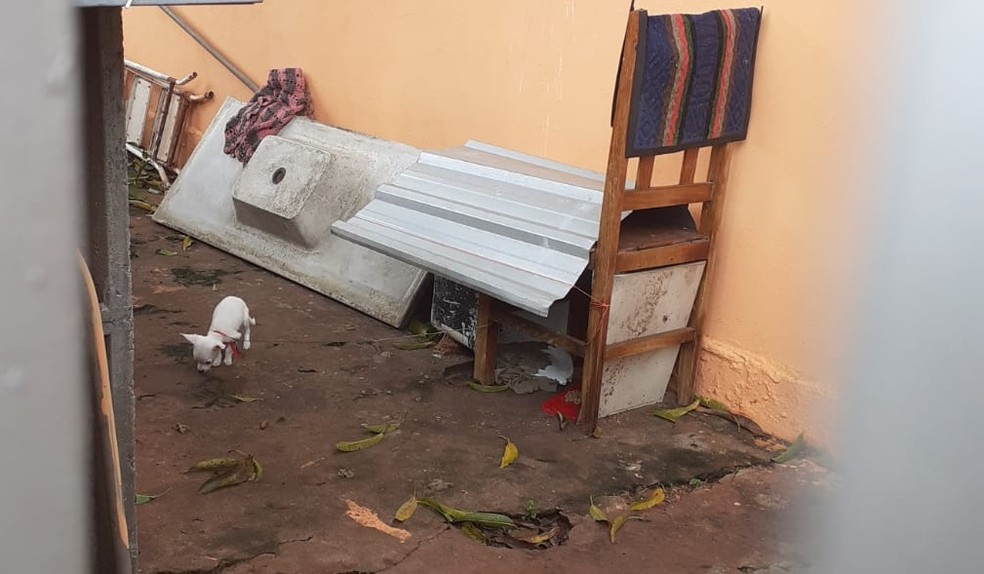 Casal é multado em R$ 6 mil por maus-tratos a dois cães em Teodoro Sampaio (SP) — Foto: Polícia Ambiental