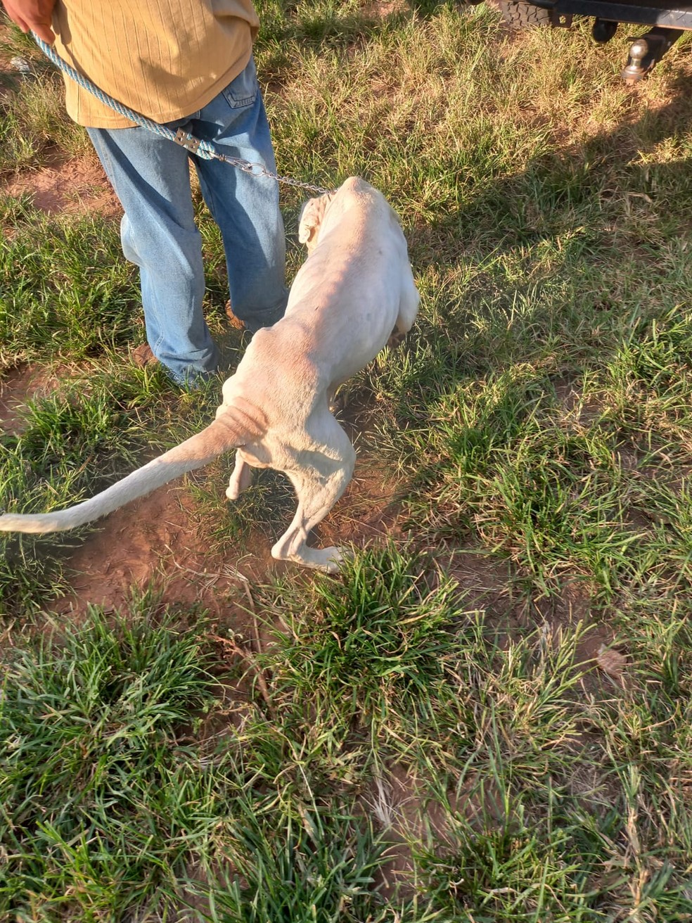 Cão da raça Dogo Argentino apresentava magreza excessiva, anemia e erliquiose (doença do carrapato) — Foto: Polícia Ambiental