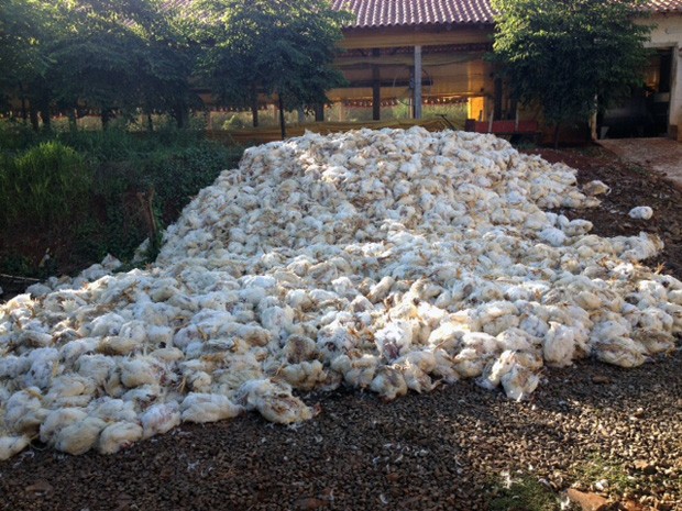 Cerca de 18 mil frangos morreram por causa do calor em Marau (Foto: Ronaldo Poletto/Rádio Alvorada AM)