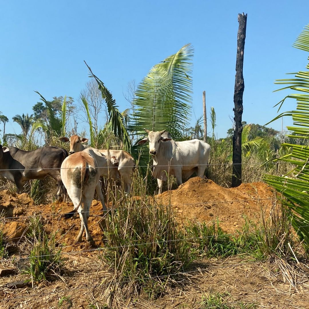 Txai Suruí denuncia criação de gado em cima de cemitério indígena em Rondônia 
