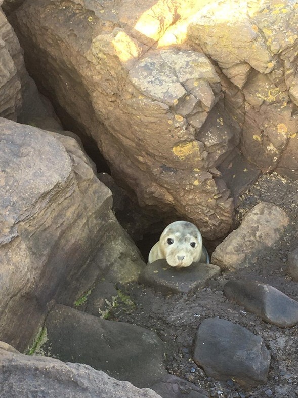 Foca presa em rochas espera resgate no Reino Unido e foto viraliza nas redes thumbnail