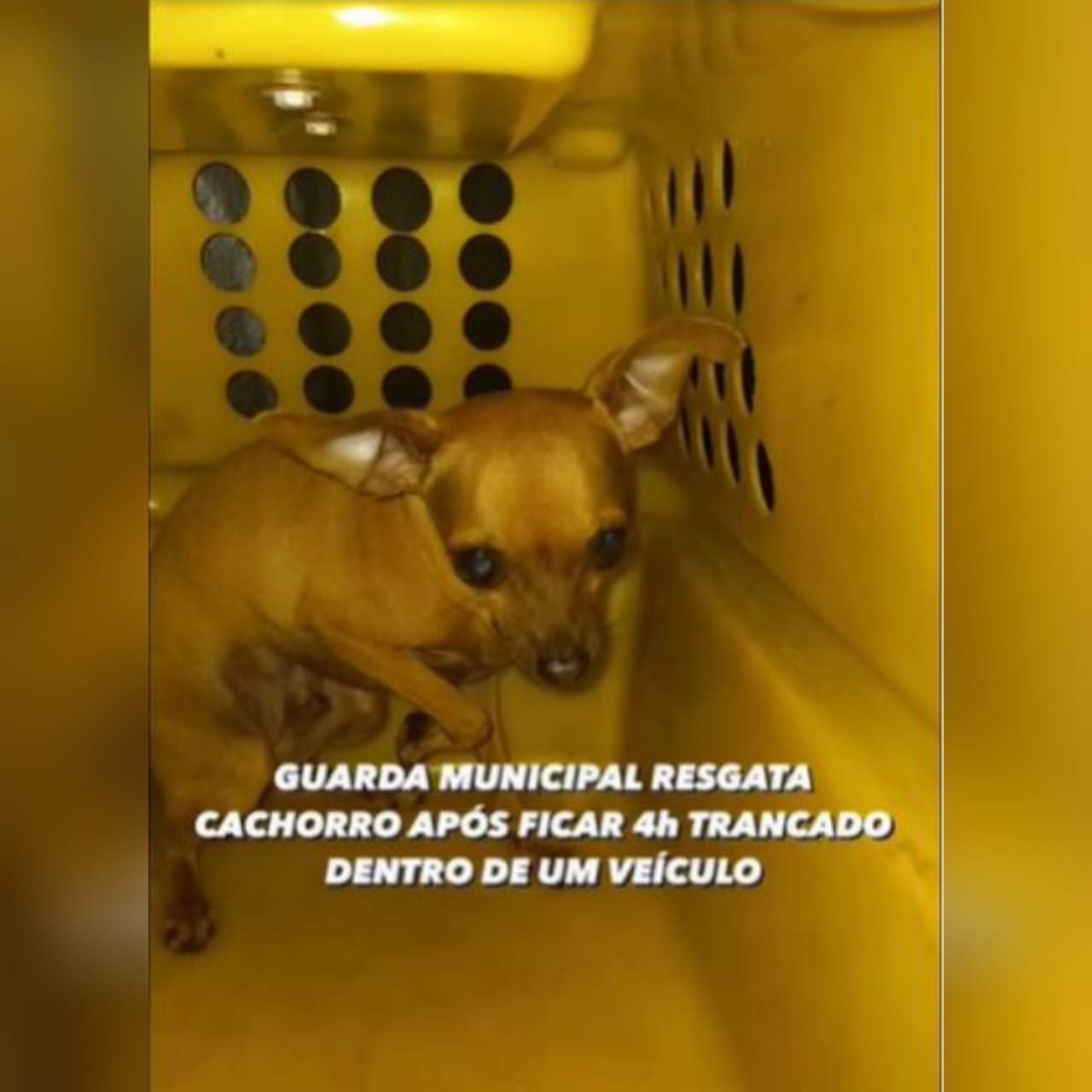 Guarda quebra vidro para resgatar cachorro dentro de carro em Balneário Camboriú; VÍDEO