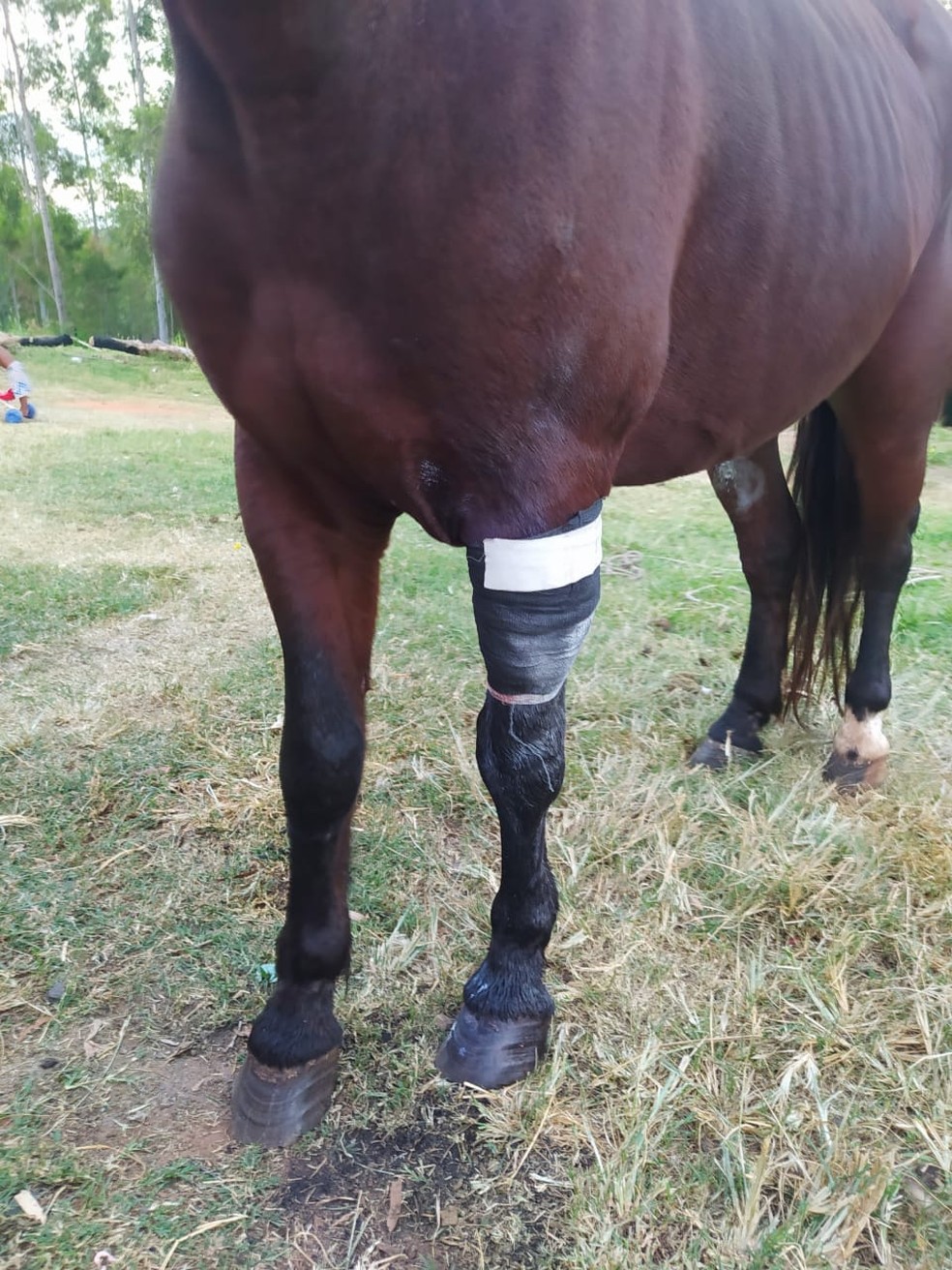 Ferida no cavalo foi tratada e animal passa bem — Foto: Edmaura Santos/Arquivo pessoal