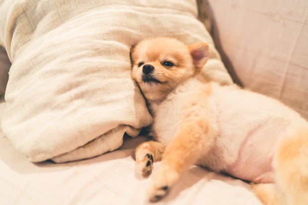 Cute pomeranian dog sleeping on pillow on bed, with copy space (Foto: Getty Images/iStockphoto)