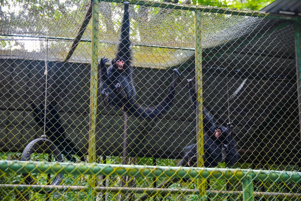 Espécies de primatas no Bioparque da Amazônia — Foto: PMM/Divulgação