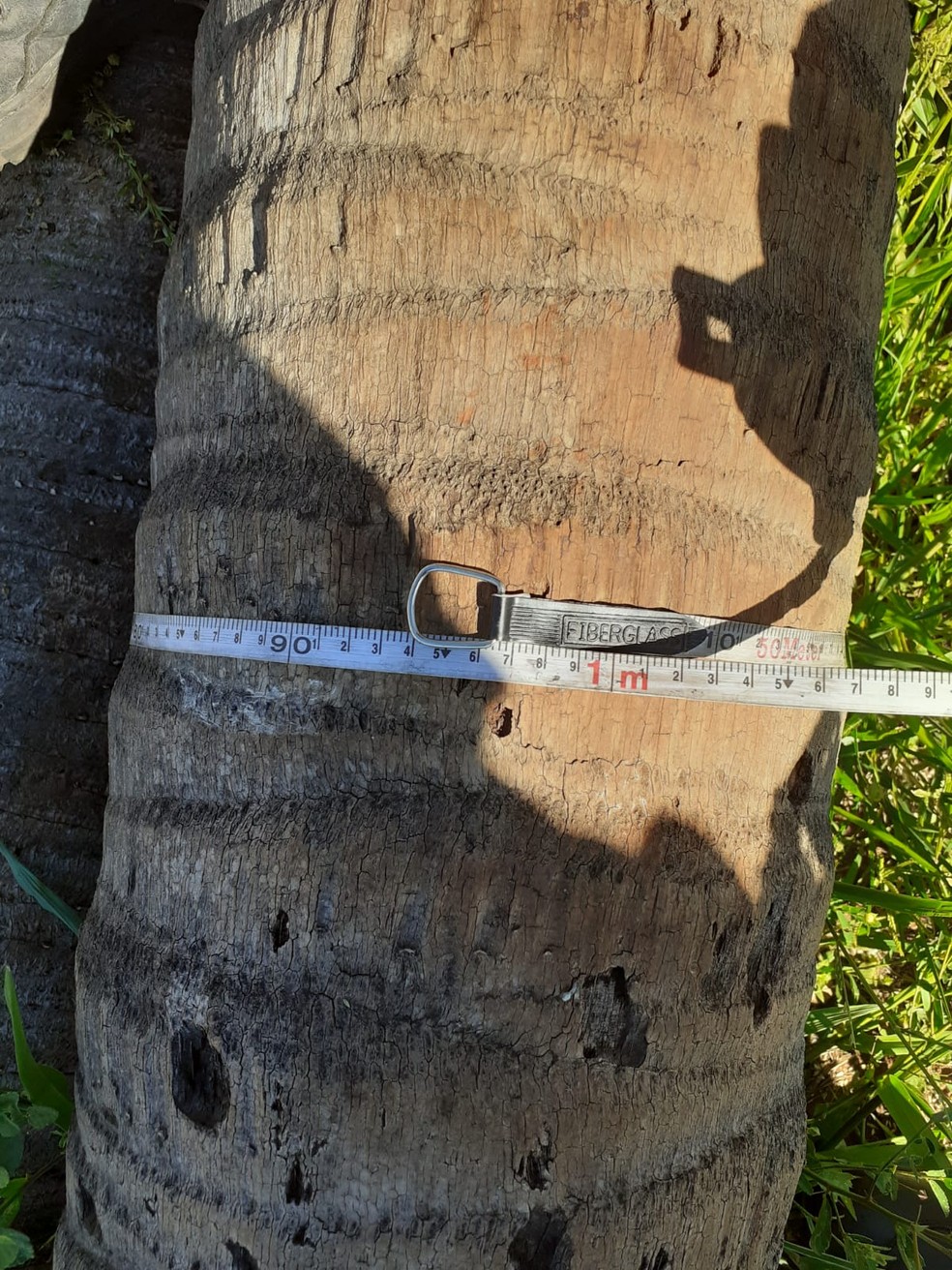 Supressão de 125 árvores nativas rende multa de R$ 40,6 mil  — Foto: Polícia Ambiental 