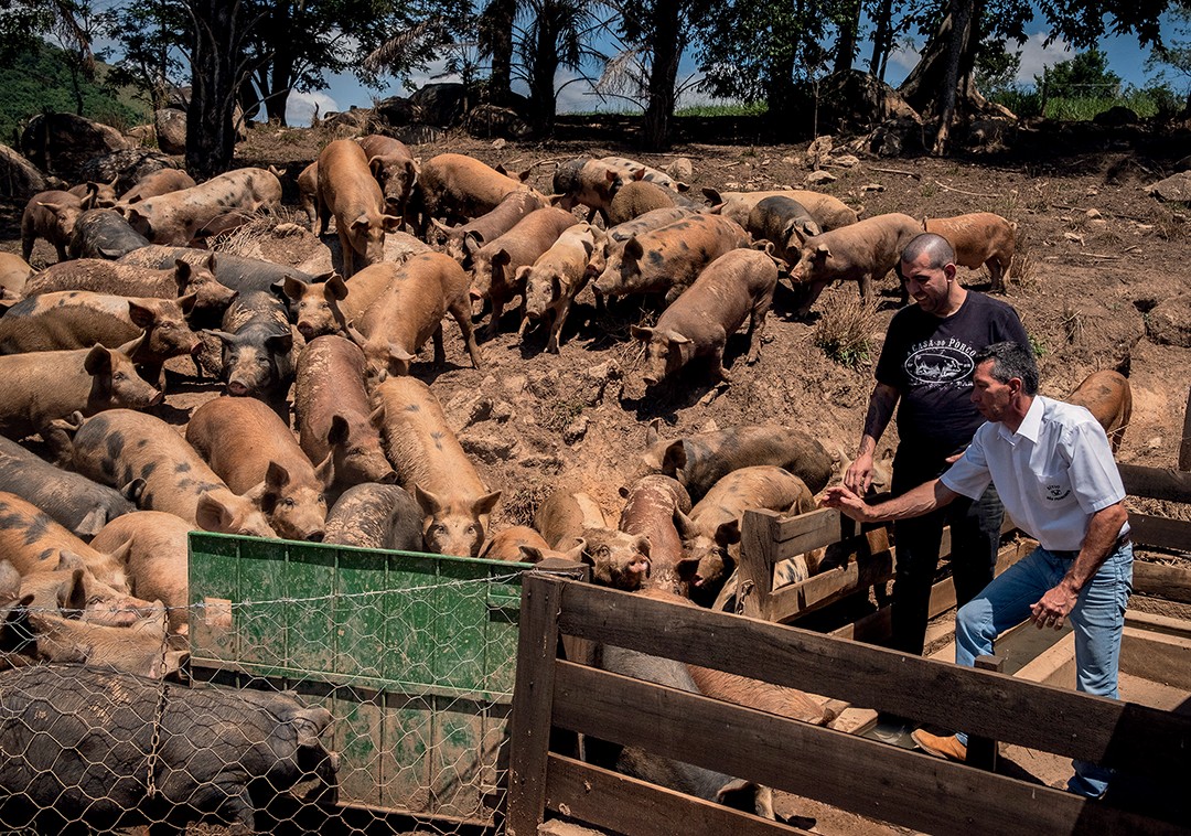 Casa do Porco: Jefferson ajuda seu sócio, Zé Luis Bertoletti, a levar os porcos ao chiqueiro  (Foto: Tommaso Protti)
