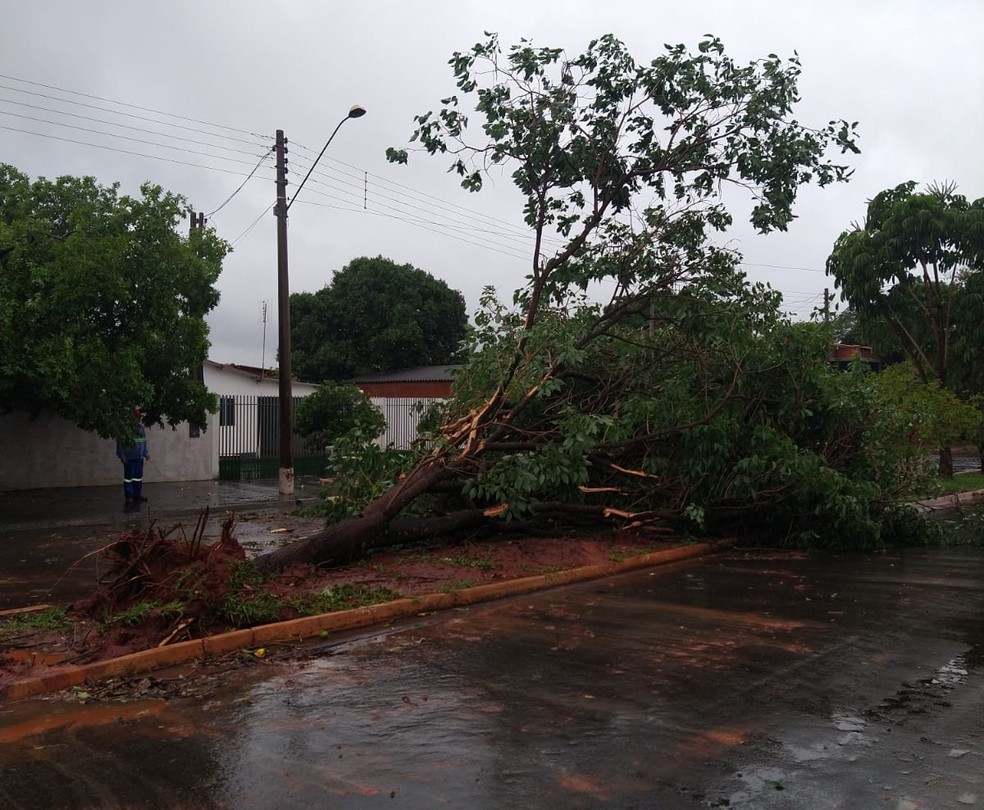 Árvore caiu em Teodoro Sampaio durante a forte chuva — Foto: Cláudio Lopes