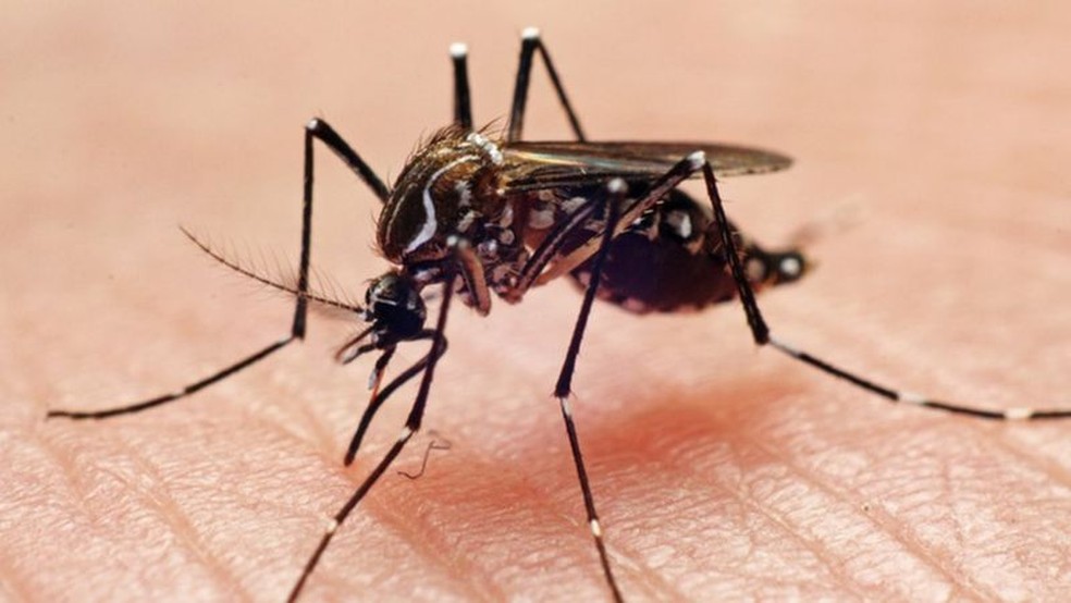 O mosquito Aedes aegypti é o principal transmissor de dengue, zika e chikungunya em regiões urbanas do Brasil — Foto: João Paulo Burini/Getty Images via BBC