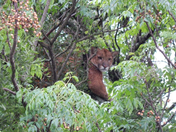 Felino está no topo de uma árvore de cerca de 15 metros (Foto: Laion Espíndula / G1)