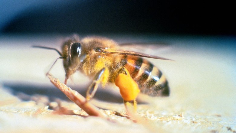 abelha-mel-apicultura (Foto: Divulgação)