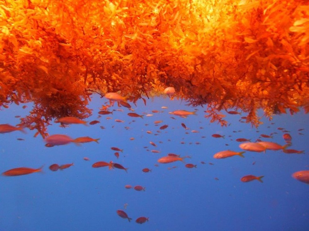 Algas registradas em Noronha no ano de 2015 atraÃ­ram peixes â€” Foto: LÃ©o Veras /Instituto TubarÃµes de Noronha 