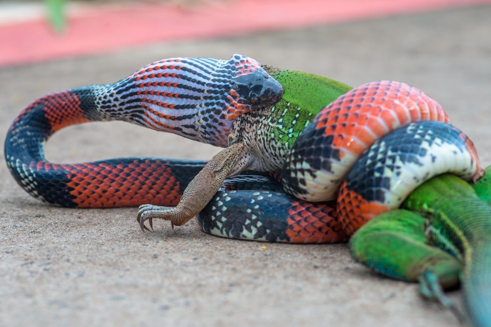 O concreto de um calçada de Bauru foi o palco da típica cena da vida selvagem (Foto: Junior Esteves)