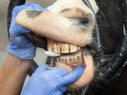 Cavalo passa por check-up dentário em fazenda na Alemanha 