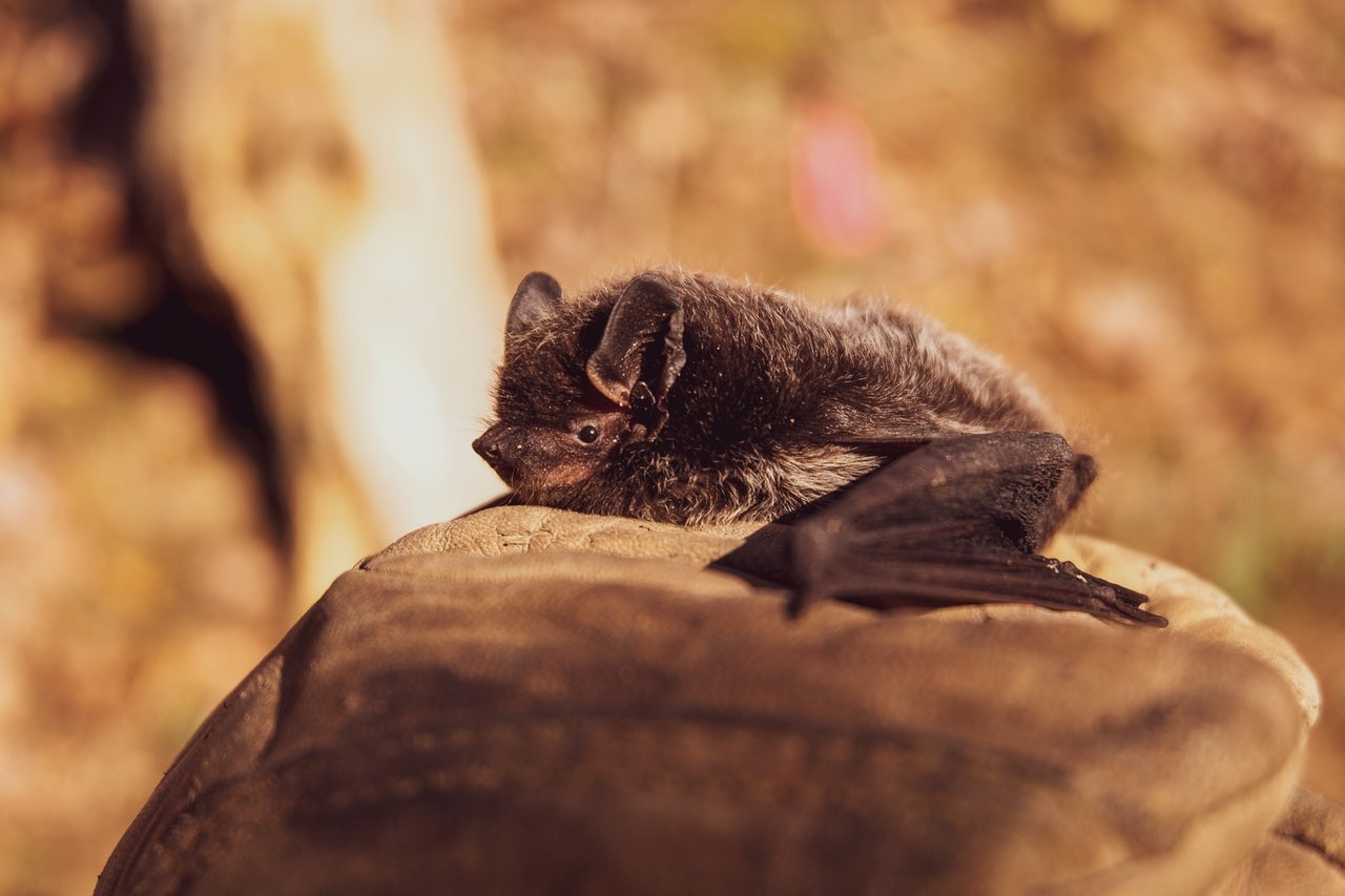 Se alimentar de sangue é uma característica do peixe-vampiro compartilhada apenas com o morcego entre os animais vertebrados (Foto: Pexels/ Hitchhike CreativeCommons)