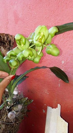 gr-responde-orquidea-flor-Catasetum luridum (Foto: Deovani Marrani/Arquivo Pessoal)
