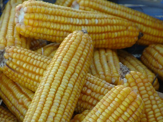 Queda no preço do milho está preocupando produtores em MS (Foto: Anderson Viegas/G1 MS)