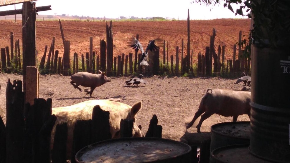 Porcos e urubus circulam nas proximidades do local de abate de animais em sítio de Borborema — Foto: Polícia Ambiental/Divulgação