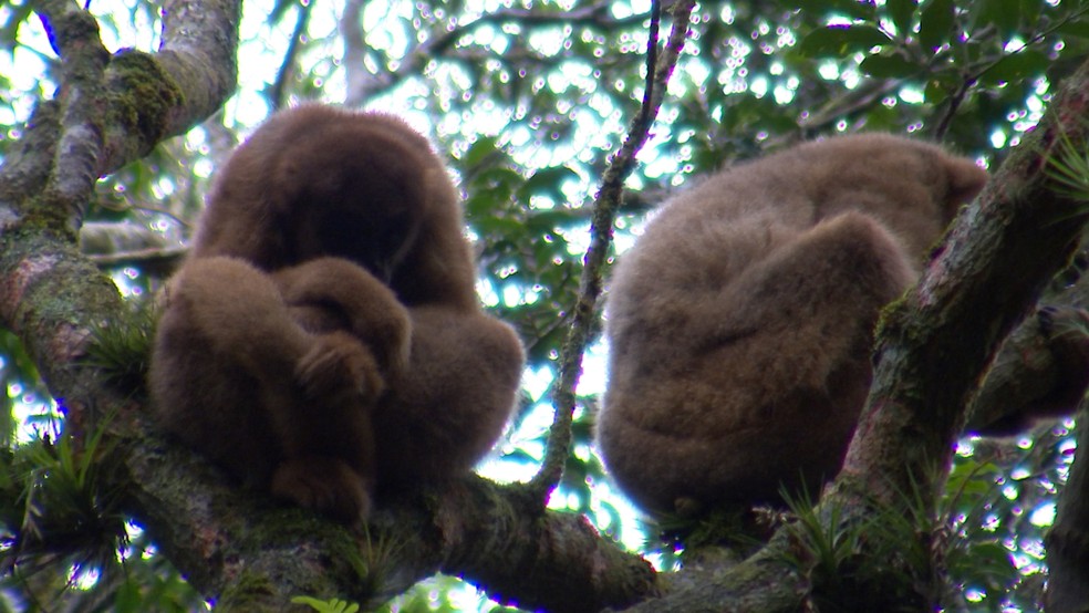 Maior macaco das Américas corre risco de extinção (Foto: Reprodução/TV TEM )