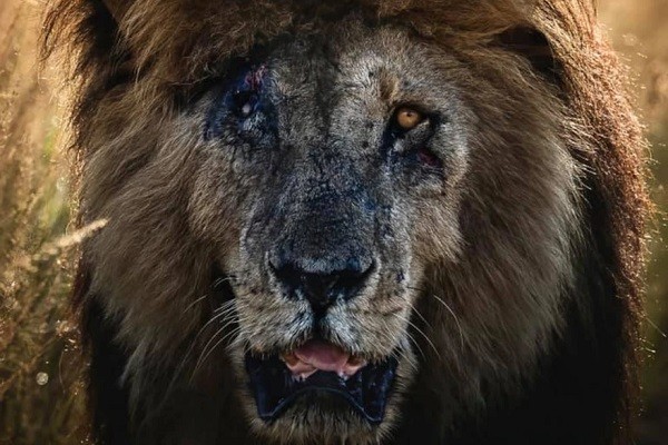 Scarface (2007-2021), o leão mais famoso do mundo (Foto: Facebook)