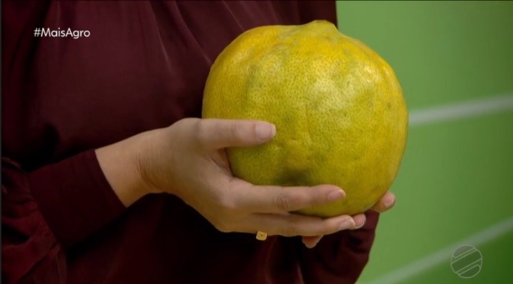 Conheça o limão gigante que pode pesar até 10 kg 