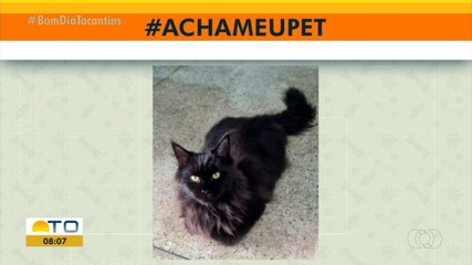 Acha meu pet: tutores procuram por gatinha desaparecida na 406 Norte