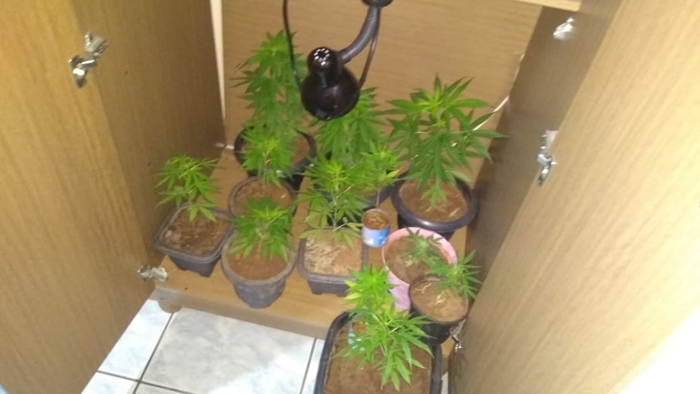 Pés de maconha eram cultivados em estufa caseira em Tarabai — Foto: Polícia Civil
