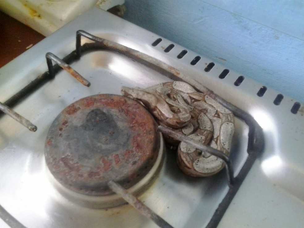 Jiboia estava em uma das bocas do fogão (Foto: Corpo de Bombeiros/ Divulgação)