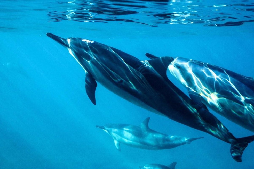 Golfinhos formam alianças e competem juntos por acesso a fêmeas | Comportamento | Vida de Bicho