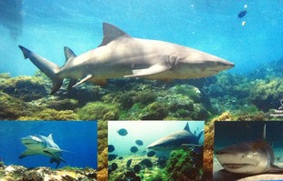 euatleta XTerra Noronha tubarões (Foto: Reprodução Museu do Tubarão)