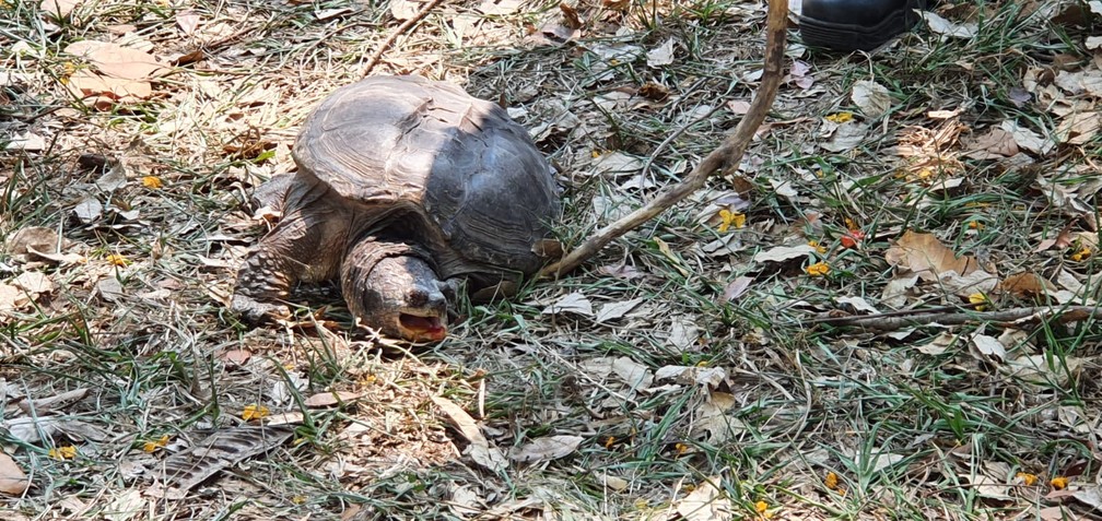Polícia Ambiental recolheu mais uma tartaruga-mordedora em Presidente Prudente (SP) — Foto: Heloise Hamada/g1