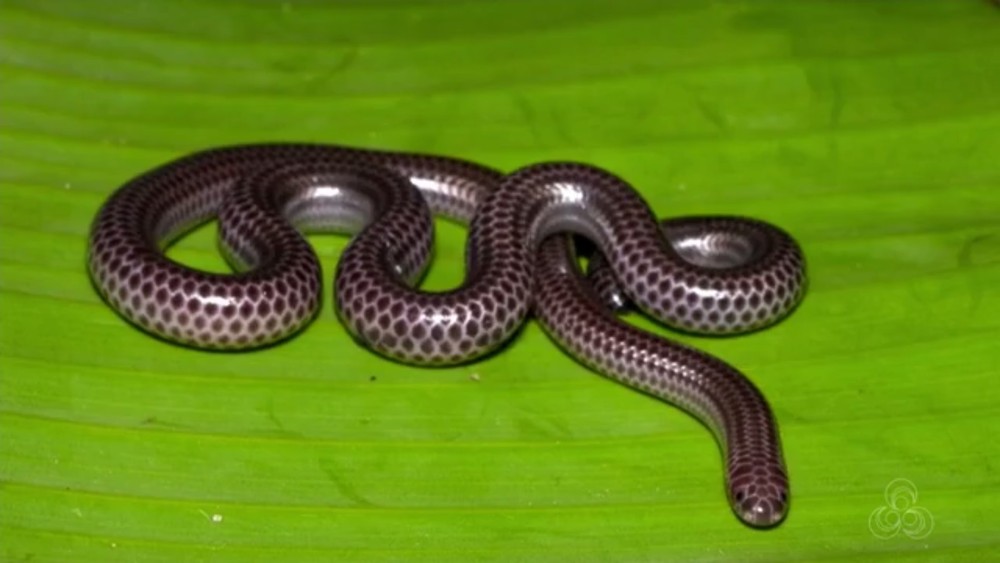 Espécie de cobra foi encontrada e catalogada no Amapá (Foto: Reprodução/Rede Amazônica)