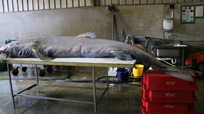 Fêmea de tubarão-da-Groenlândia tinha 3,96 metros de comprimento (Foto: Cornwall Marine Pathology Team)
