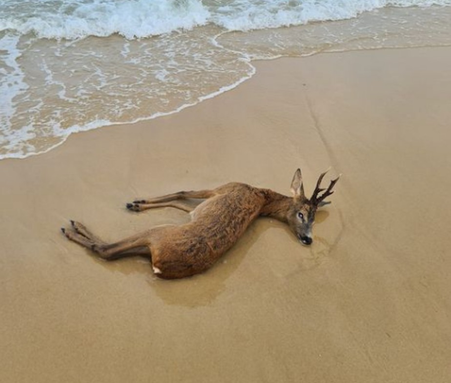 Filhote de cervo é encontrado morto em praia da França, possivelmente após tentar fugir de incêndio