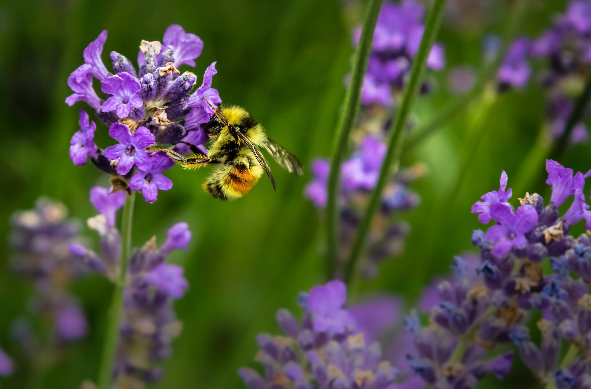 As abelhas possuem um papel importante no meio ambiente e podem ser 