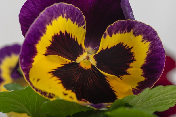 A closeup shot of a beautiful purple yellow pansy in full bloom (Foto: Freepik)